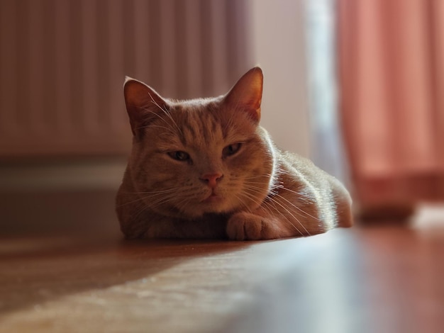 사진 주황색 고양이