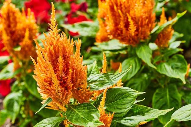 활기찬 열대 배경에서 흐릿한 꽃의 벽이 있는 주황색 Celosia Flamma 열대 꽃