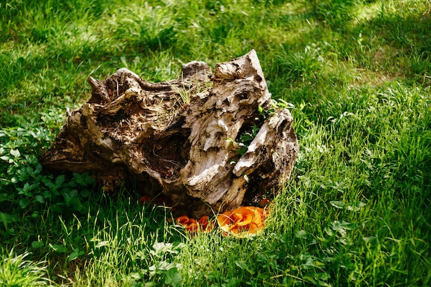 Orange chanterelle mushrooms in the green grass under the stump