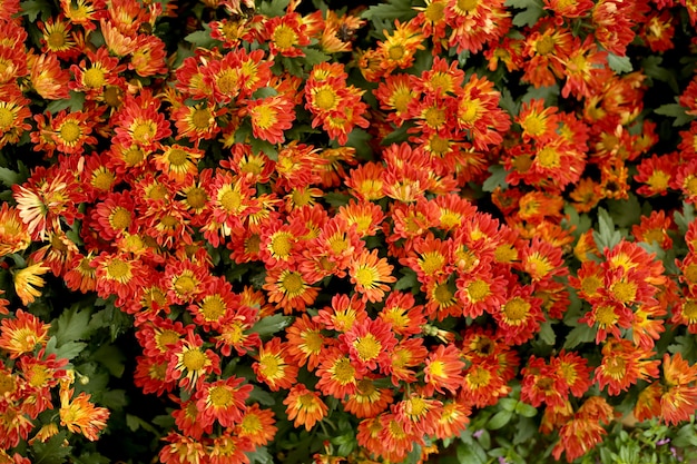 Orange chrysanthemum flower field