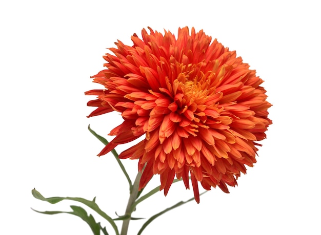 Orange chrysanthemum flower isolated on white background Creative autumn concept Floral pattern object Flat lay top view