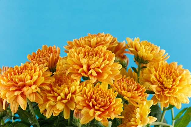 Orange chrysanthemum flowers Chrysanthemums closeup