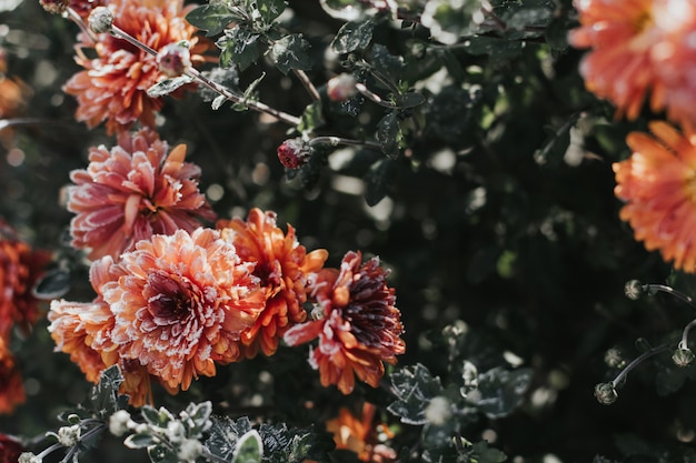 Orange chrysanthemum flowers covered with hoarfrost