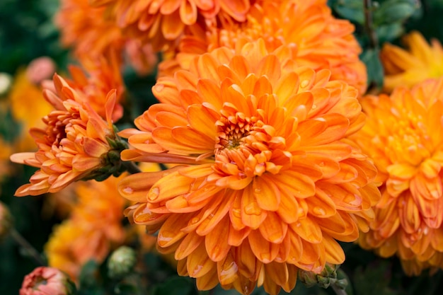 Orange chrysanthemum flowers in the garden