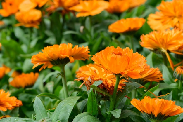 Doi Inthanon Chiang Maiタイの自然庭園にあるオレンジの菊花