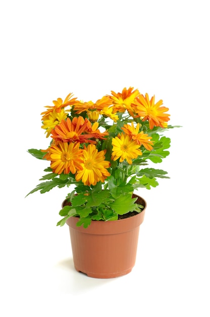 Orange chrysanthemum