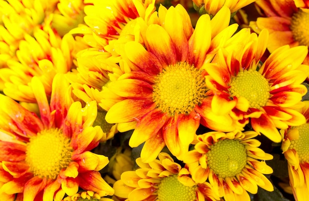 orange chrysanthemums daisy flower