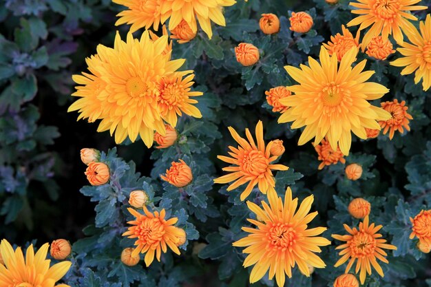 정원 오렌지 꽃 배경 이미지, 근접 촬영에서 오렌지 국화