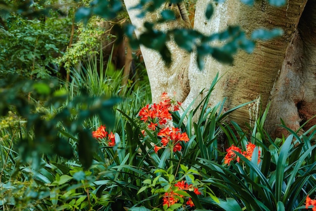 Orange Clivia Flowering Plant in Spring Clivia miniata orange blur background defocused Tropical jungle rainforest atmosphere Natural garden vivid fresh juicy greenery with a beautiful background