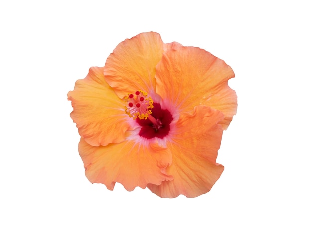 Цветущий цветок гибискуса оранжевого цвета на белом фоне с обтравочным контуром, красивый тропический цветок