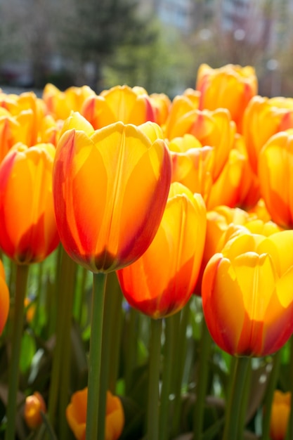 Orange color tulip flowers in the garden