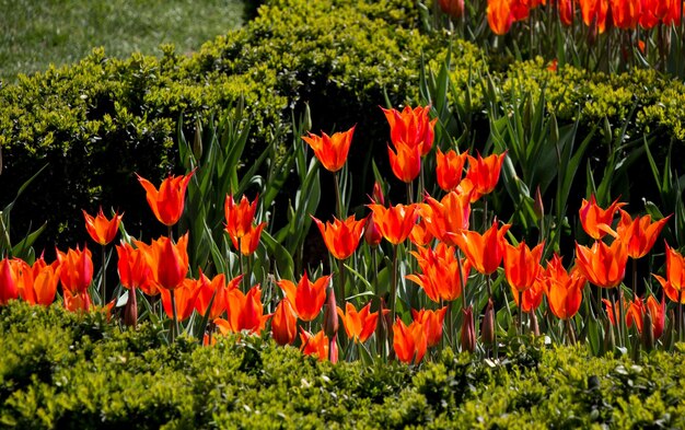 Orange color tulip flowers in the garden