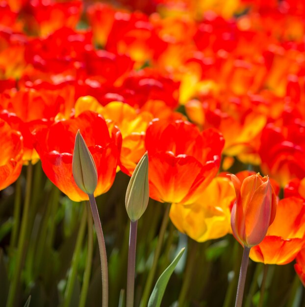 Orange color tulip flowers in the garden