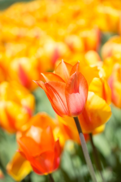 Orange color tulip flowers in the garden