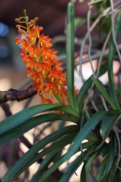 Фото Оранжевые цветы орхидеи ascocentrum miniatum