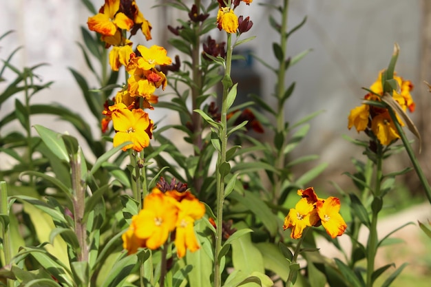 Orange Colored Flowers On Long Stems Covered With Green Leaves Background, enchanted garden