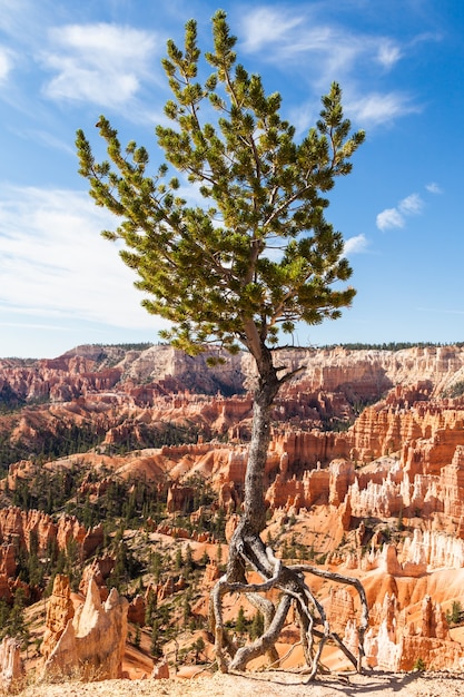 Orange colours in this iconic view of Bryce Canyon National Park, USA