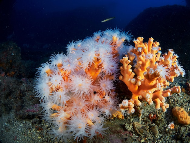 Colonia di coralli arancioni dendrophyllia ramea nel mar mediterraneo