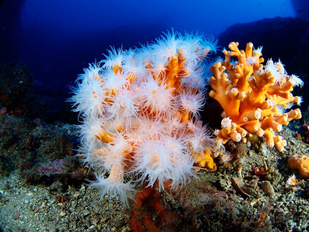 Колония оранжевых кораллов Dendrophyllia ramea в Средиземном море