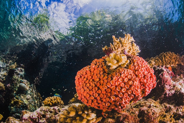 orange coral with a shape of a balloon