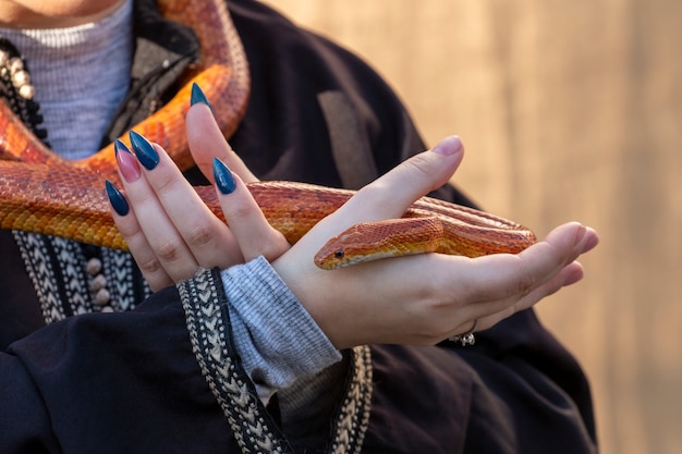 Orange corn snake