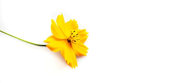 Orange cosmos flower isolated on white bacrground