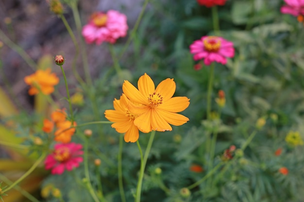 公園のオレンジ色のコスモスの花。