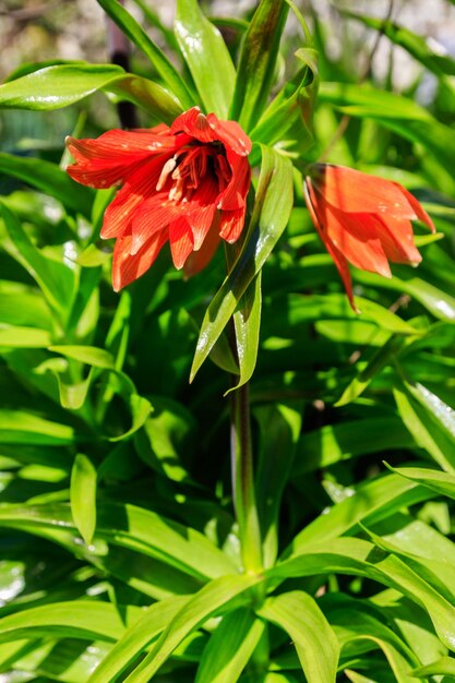 Orange crown imperial lily flowers fritiallaria imperialis in garden