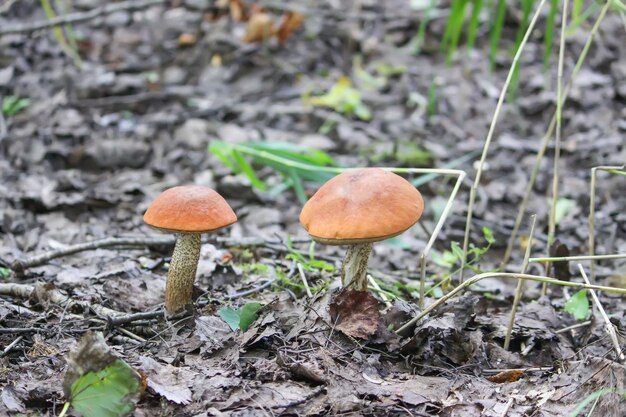 The orange-cup birch mushroom grows in wild forest.