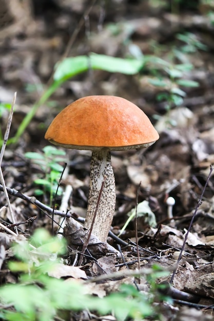 The orange-cup birch mushroom grows in wild forest.