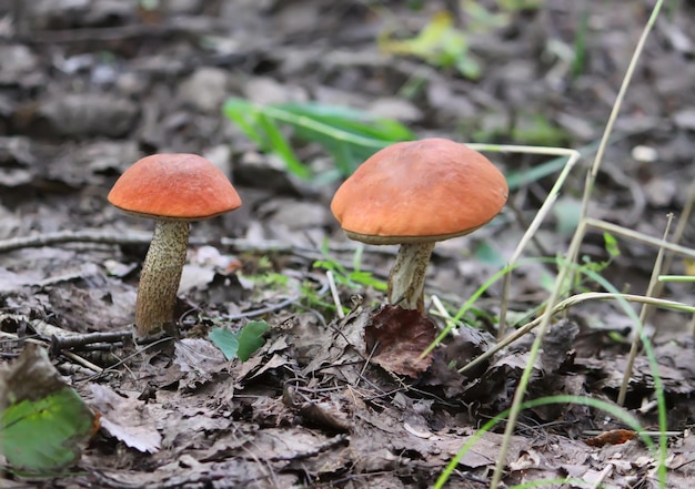 The orange-cup birch mushrooms grows in wild forest.