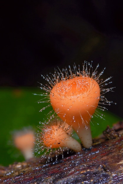 Foto funghi di coppa orange nella foresta pluviale tropicale