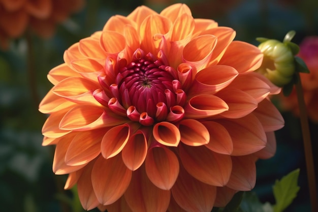 Orange dahlia flower blooming in the garden Close up