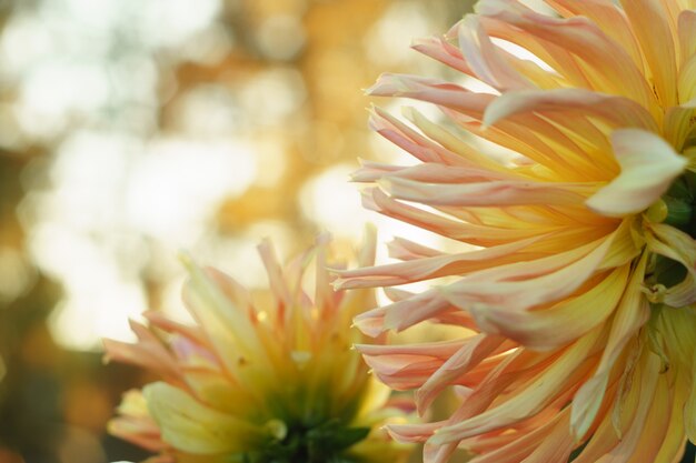 Orange dahlia flower on the bush, closeup