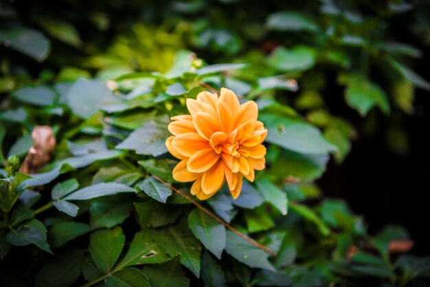 オレンジ色のダリアの花