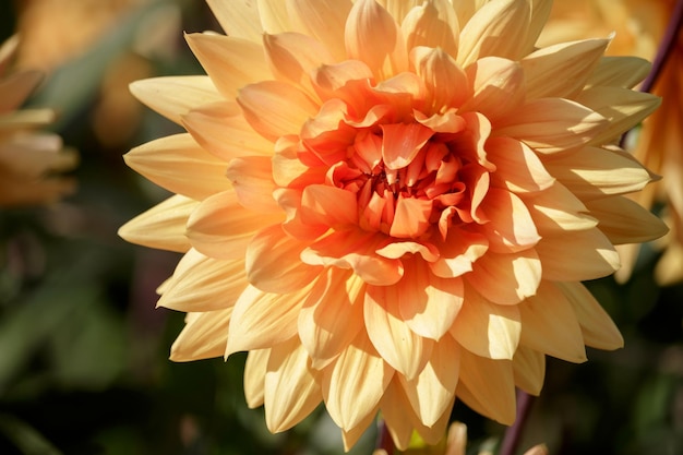 Orange Dahlia flowering in the summer sunshine