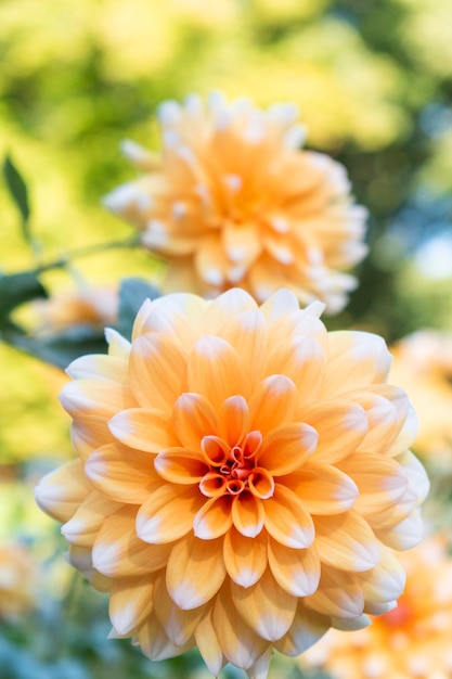 Orange dahlia under the spring sun