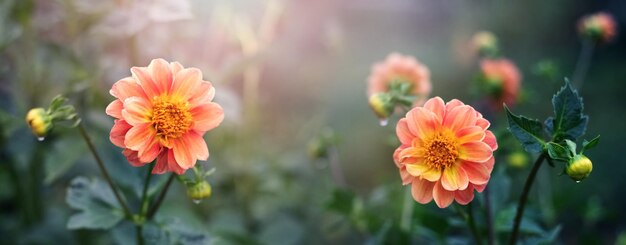 Orange dahlias in the garden in sunny weather