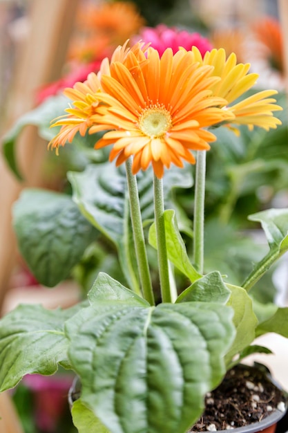 Orange daisies in a pot