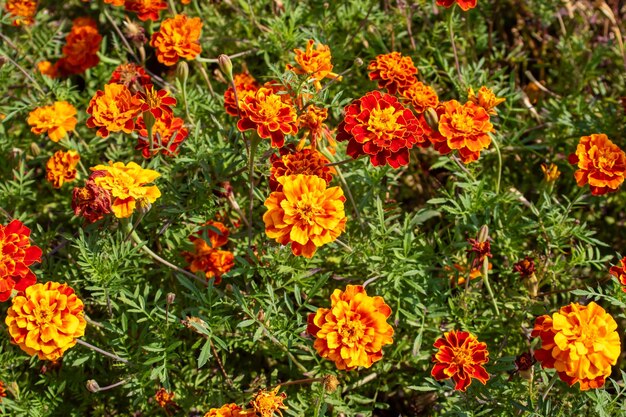 Orange daisy flowers in a flower bed close up