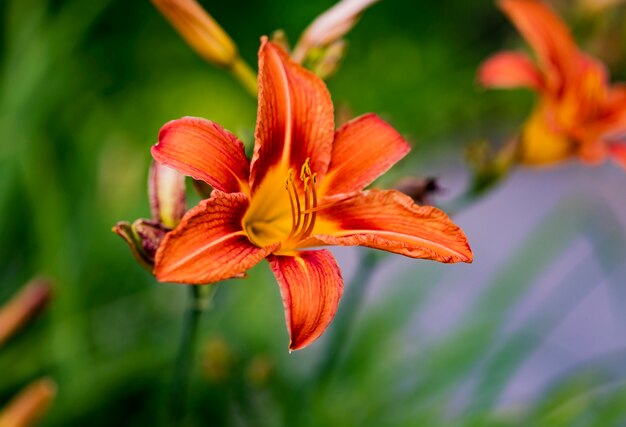 Orange day lily