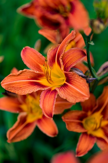 Orange day lily