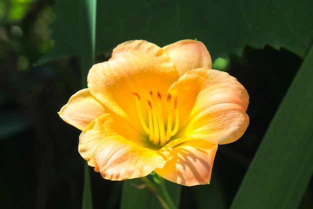 Orange daylily in the garden