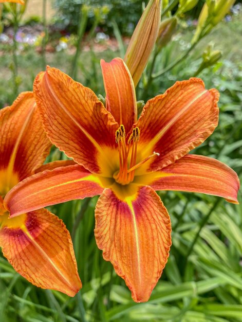 Orange daylily Lilium in the garden