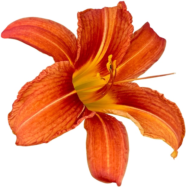 Orange daylily Plant white background