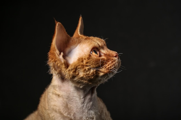 an orange Devon Rex cat