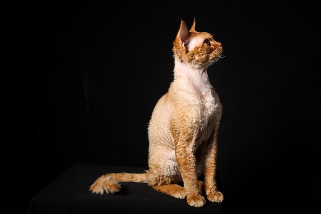an orange Devon Rex cat