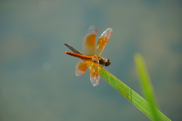 Orange Dragonfly is op het gras blad