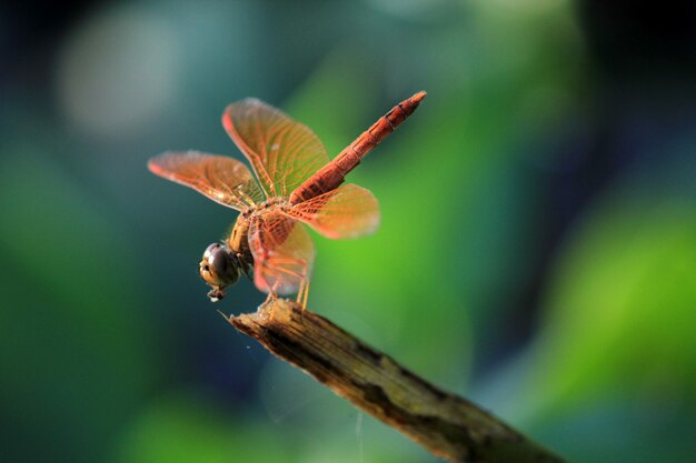 Orange dragonfly