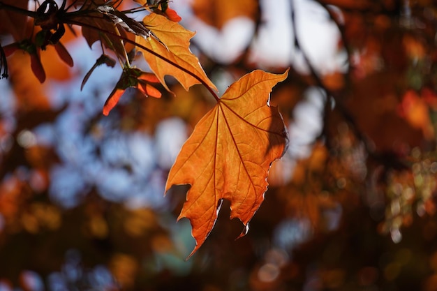 Orange dried leaf on a tree in fall